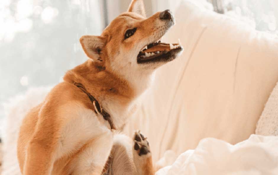 7 Common Symptoms of Chicken Allergy in Dogs