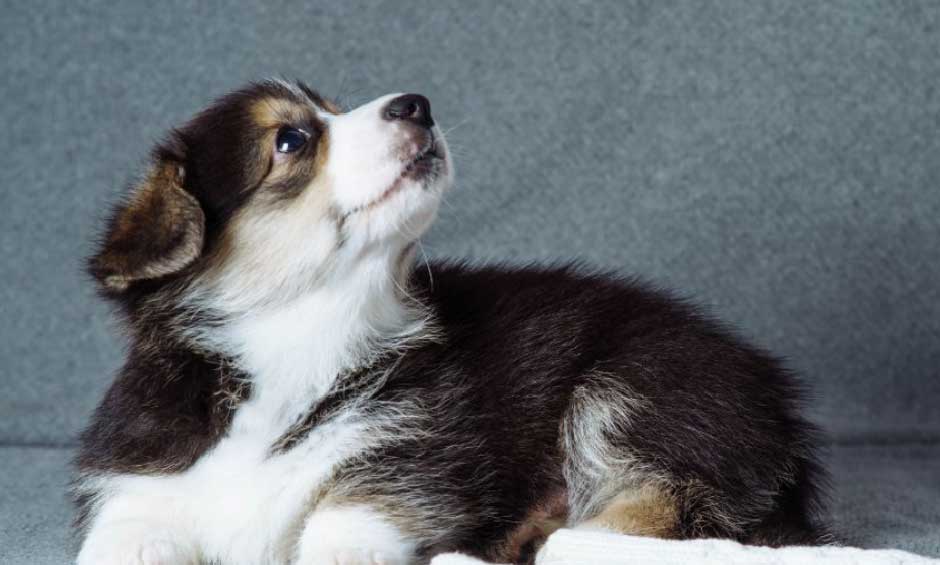 A 7-Day Puppy Potty Training Plan That Does Not Overpromise