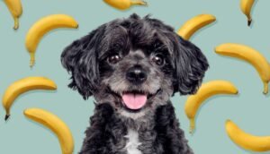 Can Dogs Eat Bananas