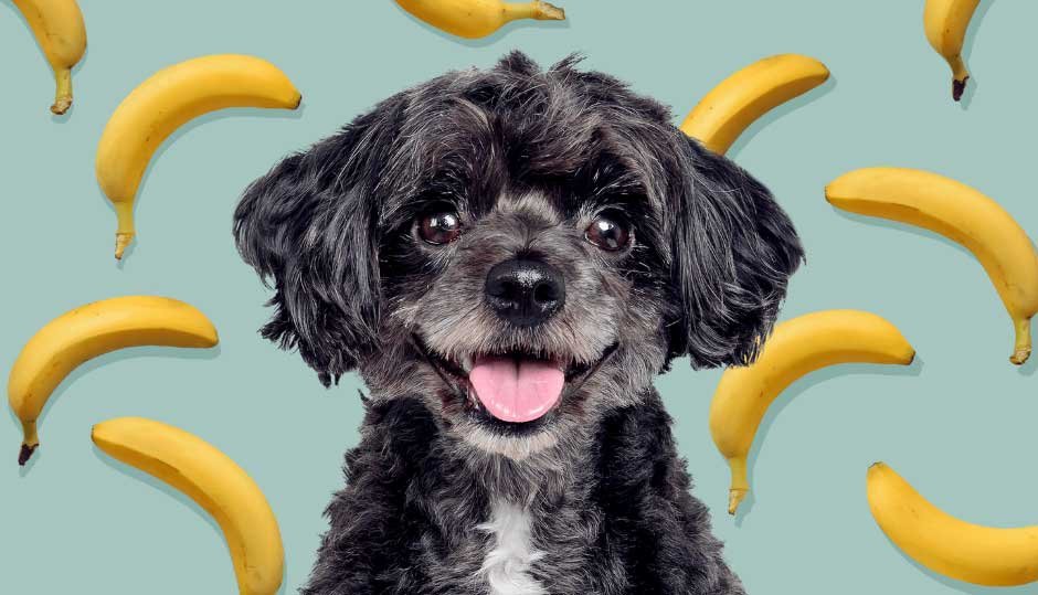 Can Dogs Eat Bananas
