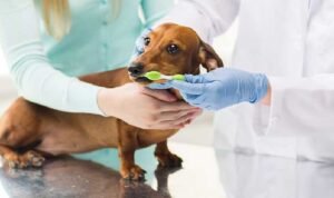 Does Pet Insurance Cover Dental