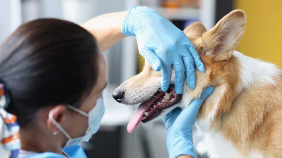 Does Pet Insurance Cover Dental When the Problem Is an Accident or Illness?