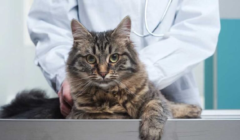 Does Pet Insurance Cover Spaying and Neutering