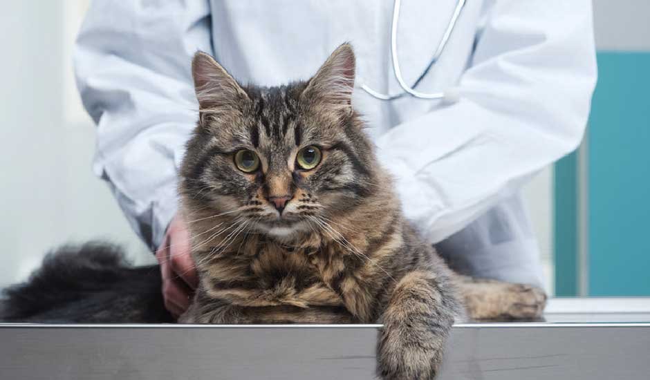 Does Pet Insurance Cover Spaying and Neutering