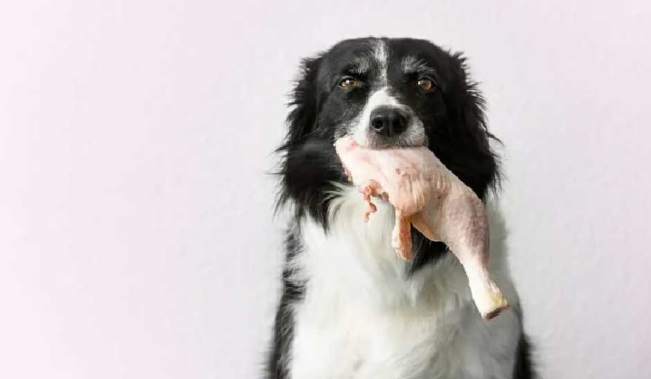 Dog Allergies to Chicken Symptoms: A Complete Guide