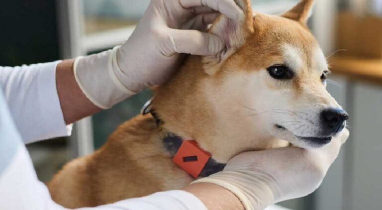 Dog Ear Infection Home Remedies