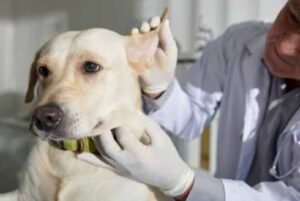 Dog Ear Infection Symptoms