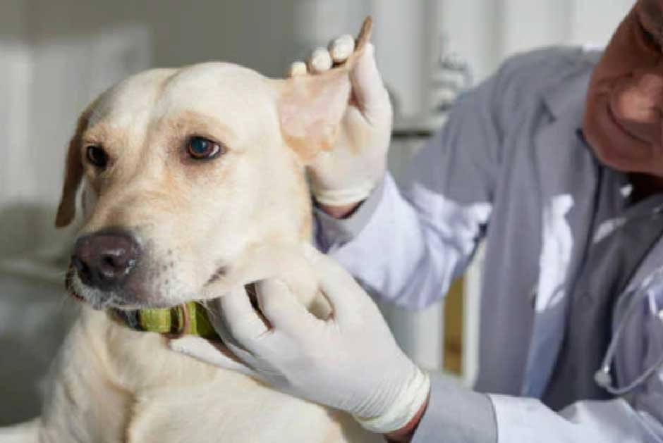 Dog Ear Infection Symptoms