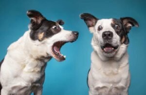 How Do You Get a Dog to Stop Barking Without Making It Worse