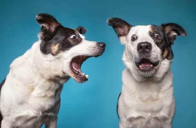 How Do You Get a Dog to Stop Barking Without Making It Worse