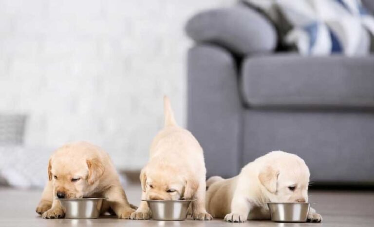 How Much Food Should a 3 Month Old Puppy Eat