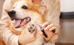 How Often Cut Dog Nails