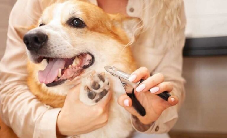 How Often Cut Dog Nails