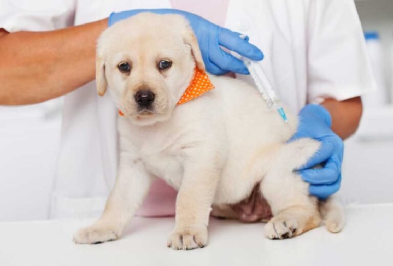 How Often Does a Dog Need a Rabies Vaccine