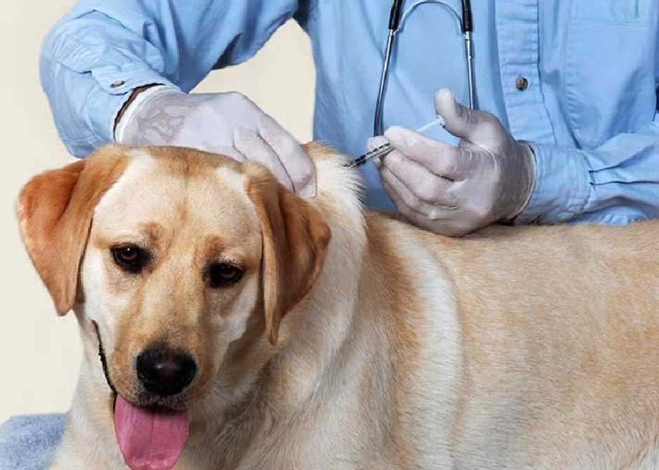 How Often Does a Dog Need the Bordetella Vaccine