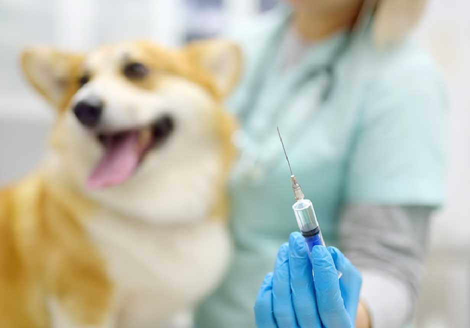 How Often Your Dog Needs a Bordetella Shot
