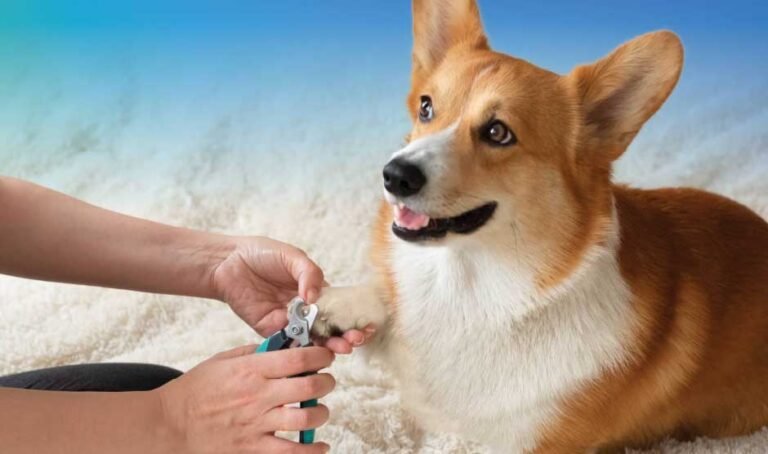 How Often to Cut Dog Nails to Shorten the Quick