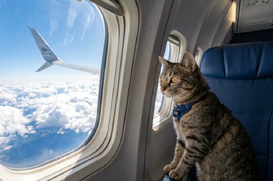 How to Travel Long Distances With a Cat