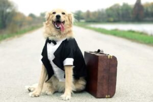 How to Travel With a Big Dog