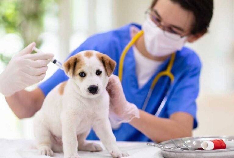 Lepto Vaccine for Dogs Side Effects