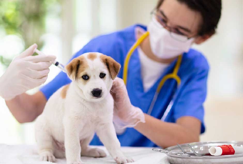 Lepto Vaccine for Dogs Side Effects