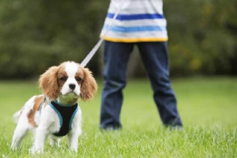 Potty Training Puppy Schedule by Age