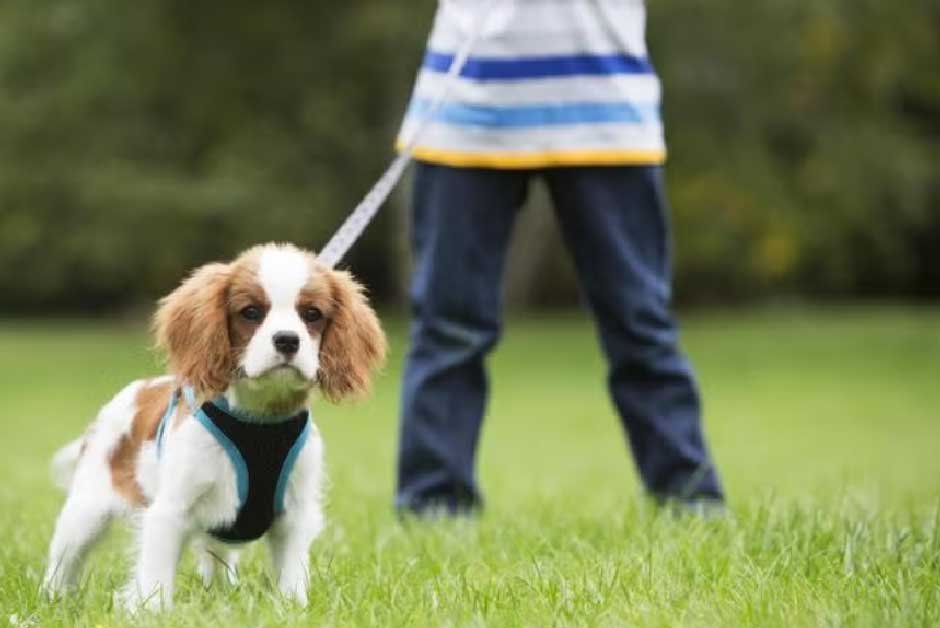 Potty Training Puppy Schedule by Age