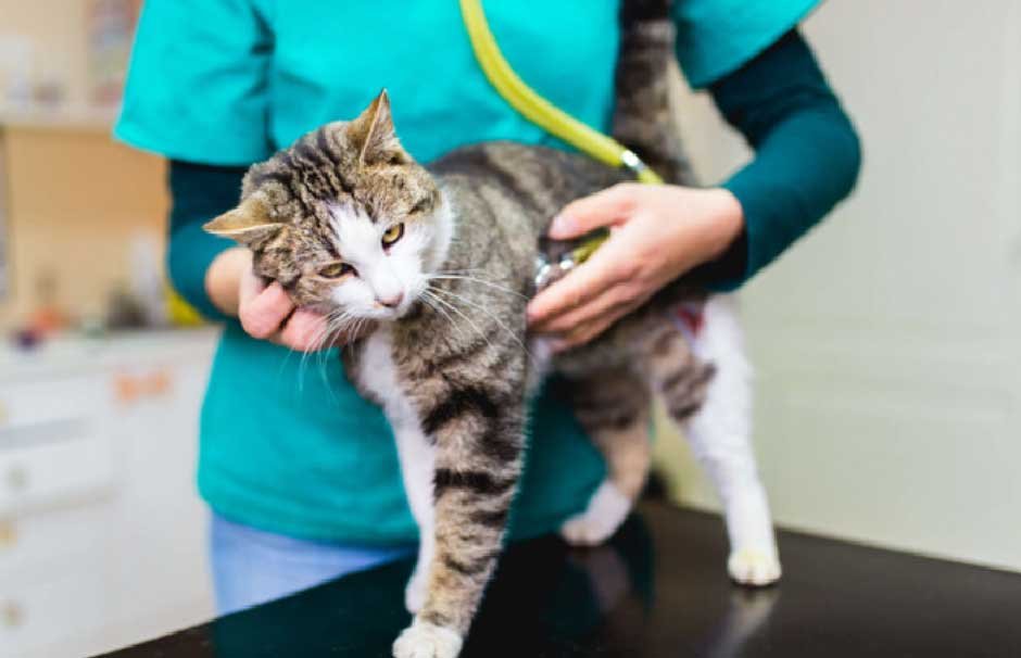 Pre-Trip Vet Visit & Health Preparation