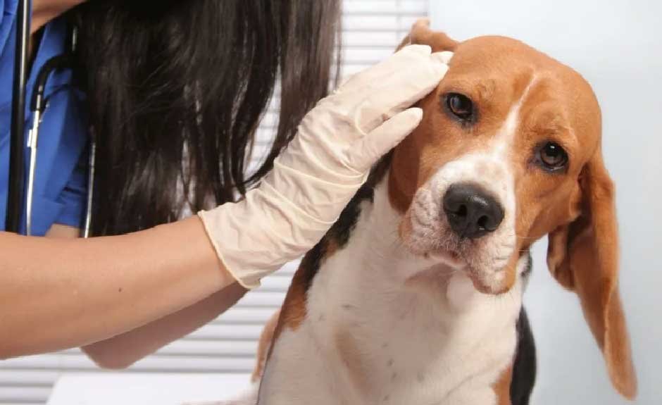Prevention After the Ear Heals