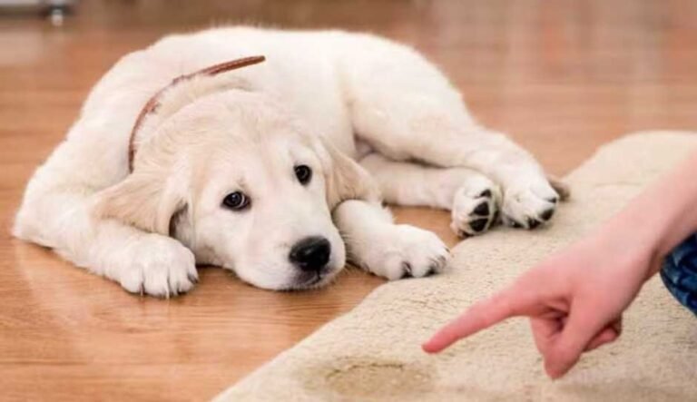 Puppy Potty Training Schedule for the First Week at Home
