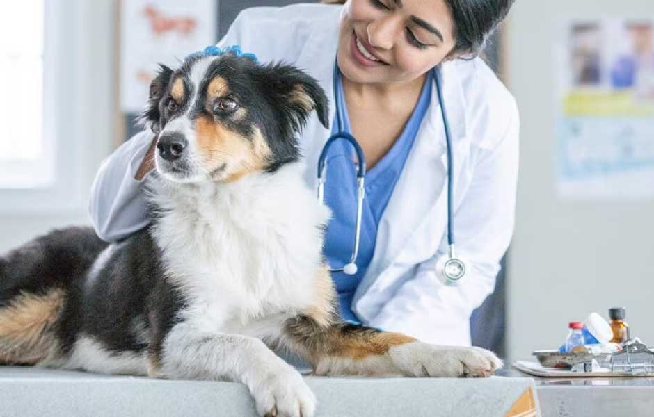 Rabies Vaccination Schedule: Puppy to Senior