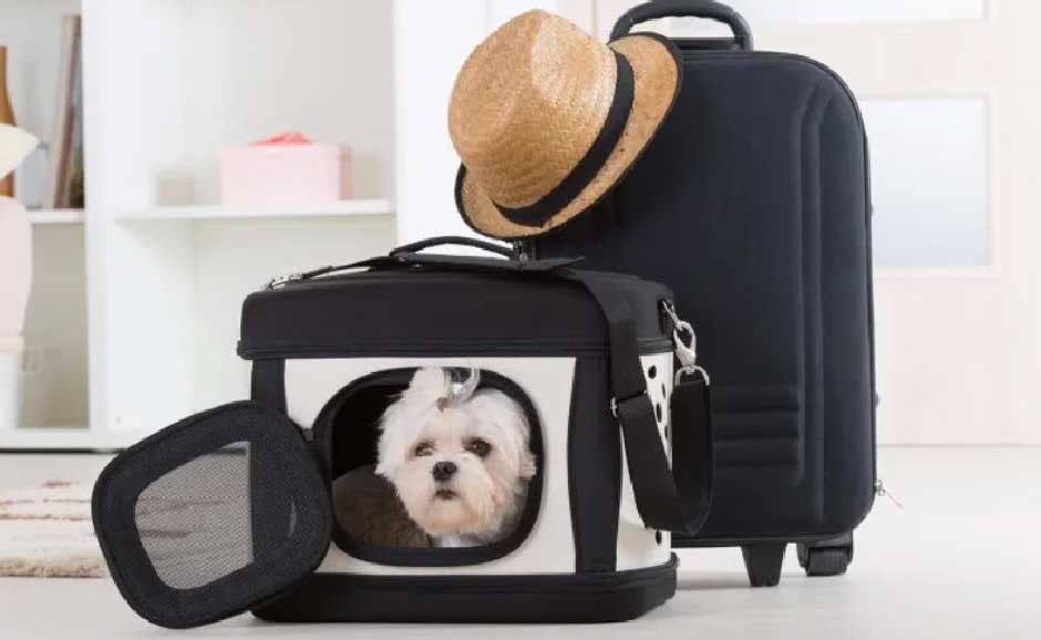 Road Tripping With a Big Dog: Restraint, Pacing, and Reality
