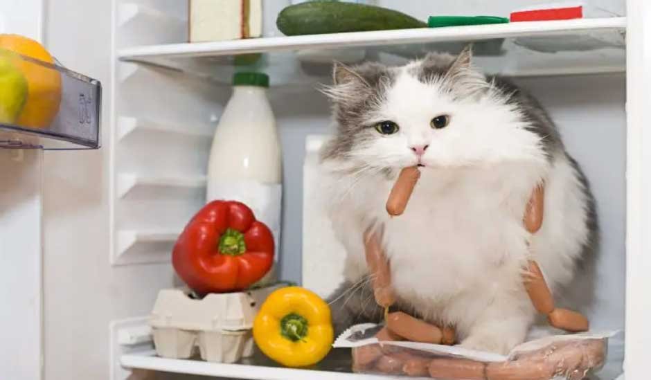 The safest human foods for cats start with plain animal protei