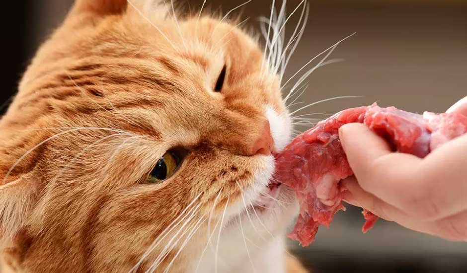 What Human Food Can Cats Eat