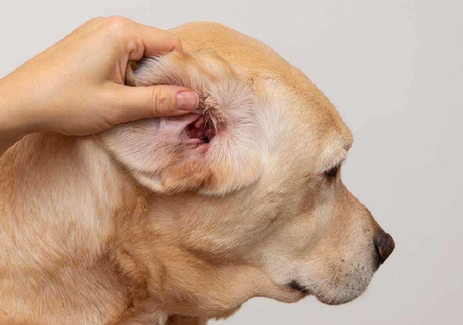 What a Dog Ear Infection Actually Looks Like