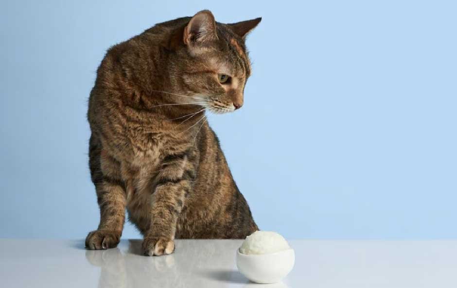White Rice vs. Brown Rice for Cats