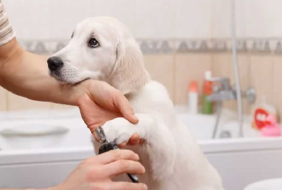 Why One Dog Needs Weekly Trims and Another Can Wait