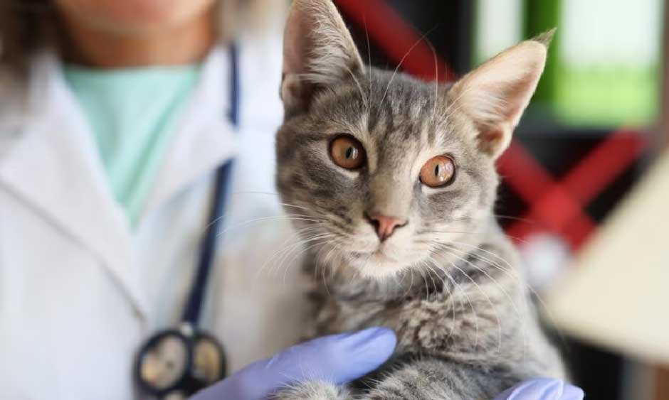 Why Standard Pet Insurance Excludes Spaying and Neutering