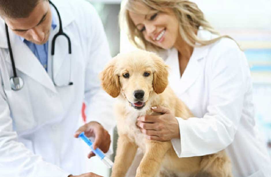 Why vets still recommend the lepto vaccine