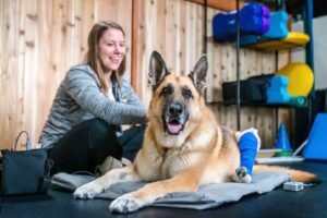 5 Low-Impact Exercises That Are Safe for Dogs With Hip Dysplasia