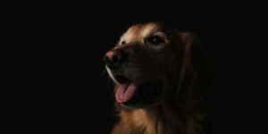 5 Premium Grooming Experiences for Dogs of All Breeds