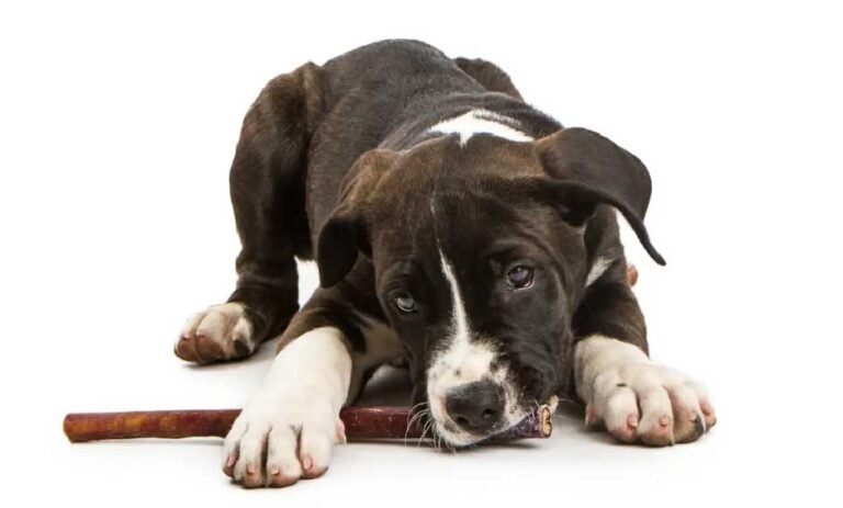 9 Things That Make Monster Bully Sticks Different From Regular Dog Chews