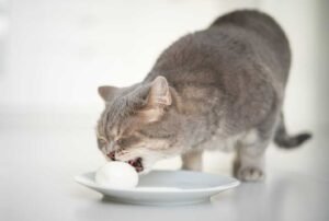 Can Cats Eat Eggs? Safe Portions, Raw Egg Risks, and Feeding Tips
