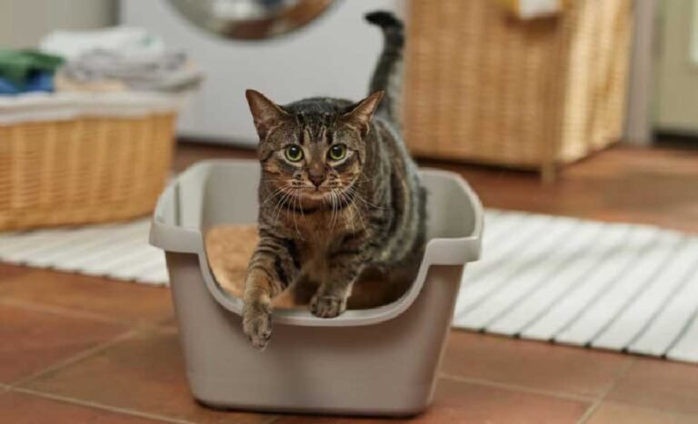 Cat Diarrhea When to Worry