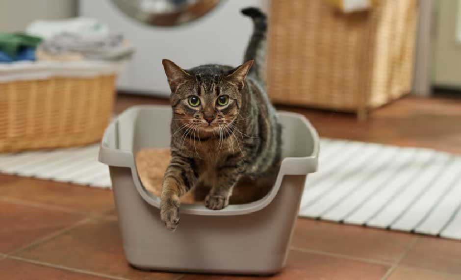 Cat Diarrhea When to Worry