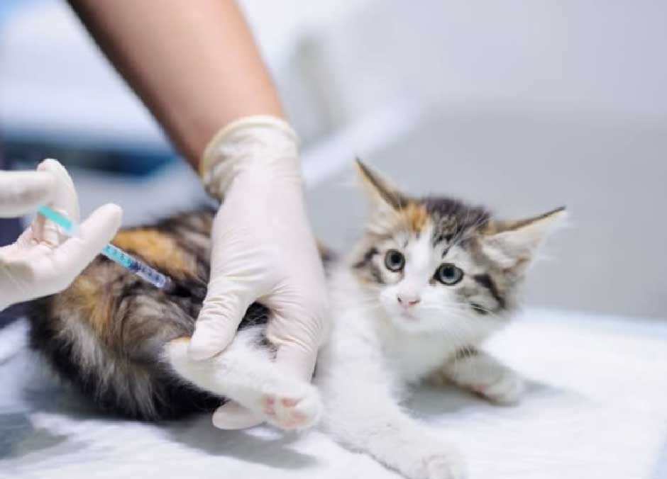Cat Distemper Vaccine Schedule