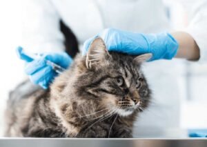 Cat Distemper Vaccine Schedule: