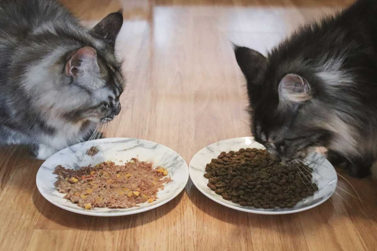 Dry Cat Food vs Wet Cat Food: Which Is Better for Your Cat?