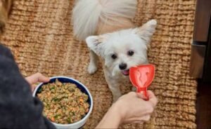 How Much Puppy Food Should a Puppy Eat