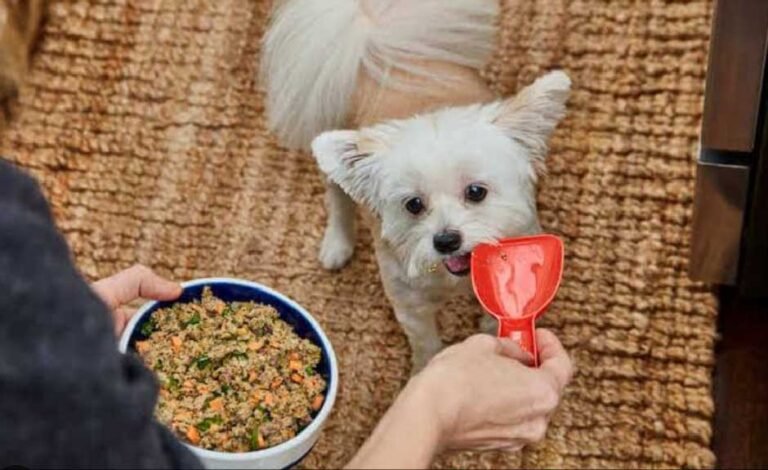 How Much Puppy Food Should a Puppy Eat